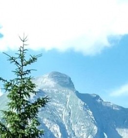 SDPR-2015-035003山东省林业厅关于公布《山东珍稀濒危树种种质资源名录》的通知