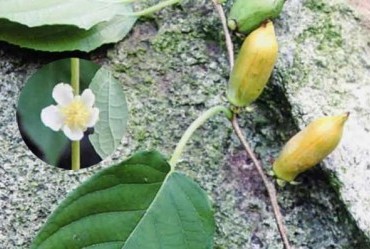 葛枣猕猴桃（花果）