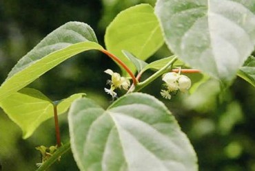 软枣猕猴桃（花）